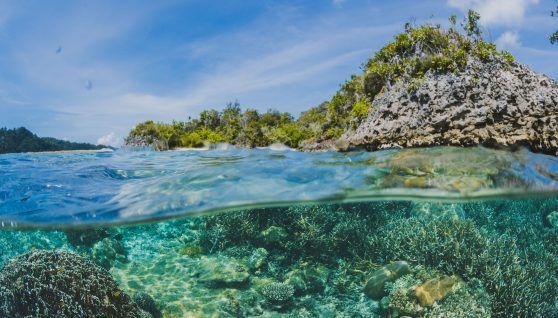 Nuclear technology can help mitigate ocean acidification caused by climate change