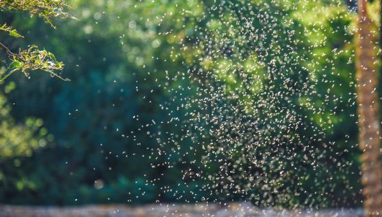 New advances in nuclear techniques to eliminate insect plagues