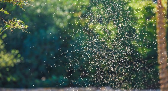 Nuclear Insect New advances in nuclear techniques to eliminate insect plagues - Foro ...