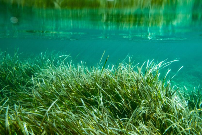 Estudio ambiental confirma el buen estado del ecosistema marino en torno a Vandellós II