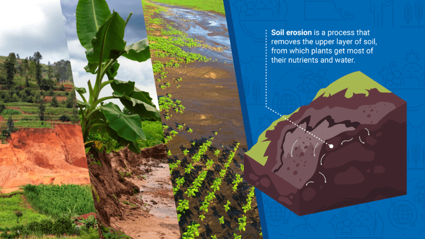 Nuclear techniques to enhance nutritional content in plants and protect soil health