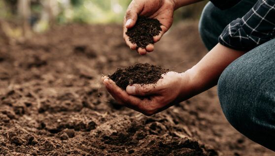 Nuclear techniques to enhance nutritional content in plants and protect soil health